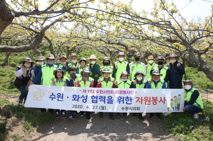 수원시의회 의원봉사단 과수농가 일손돕기 봉사활동에 나섰다.