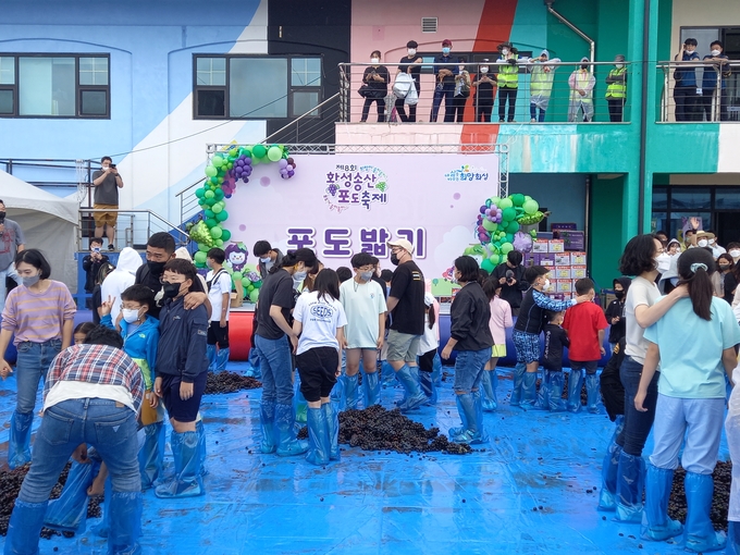 제8회 화성송산포도축제를 찾은 . 어린아이들과 부모들이 함께 , 포도 밟기를 함께 하고 있는 모습