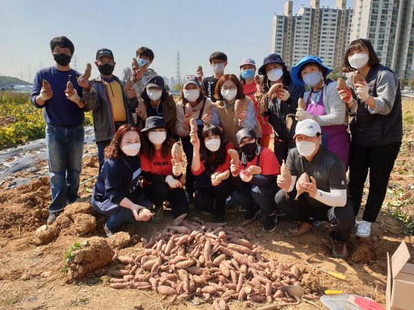 시흥시 군자동 주민자치위원회, 고구마 수확 나눔