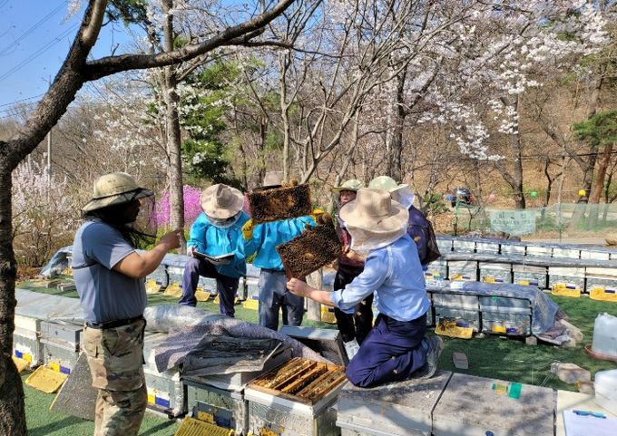 경기도, 여름철 꿀벌 응애(진드기) 집중 방제 기간 운영