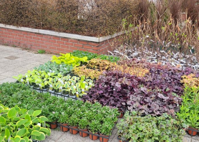 봉사단체 더코너스톤이 기부한 초화와 관목