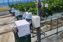 화성특례시, 딸기 6농가 대상 '디지털 벌통' 시범 운영한다...이상기후 속 화분 매개 관리 강화