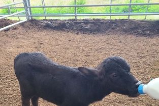 경기도, 국내 최초 '이탈리안 물소' 번식 성공… 고부가가치 프리미엄 낙농 시대 열었다