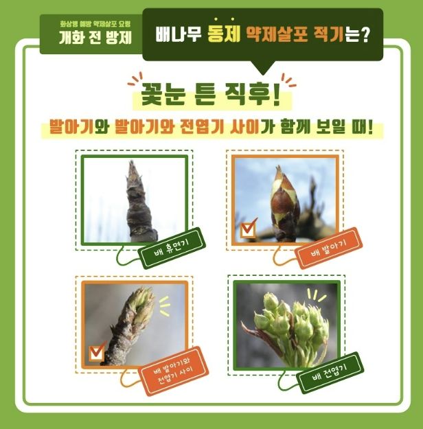 배 개화전 방제 안내문