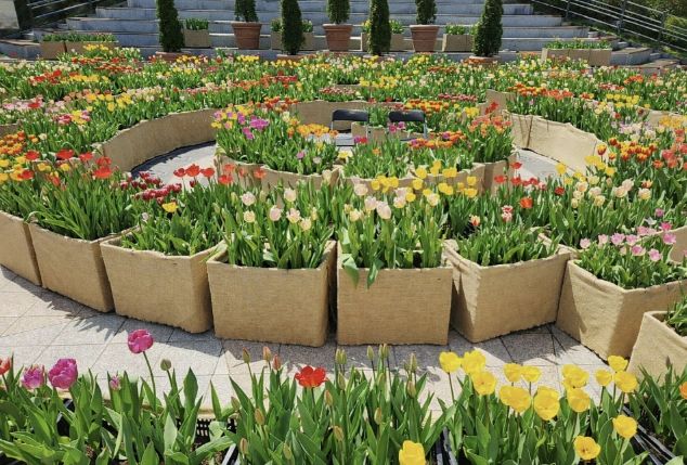 광장에 피어난 봄…포천체육공원 분수광장에 미로형 튤립화단 조성