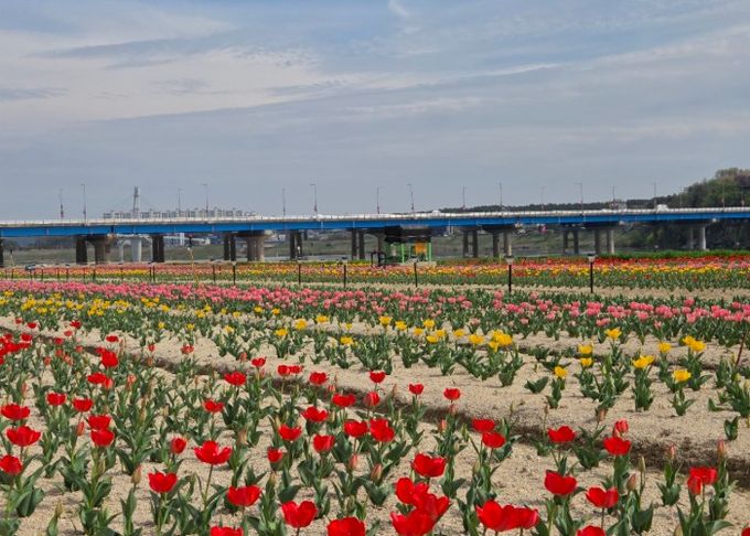 여주시민공원 아름다운 튤립, 주말 만개 기대